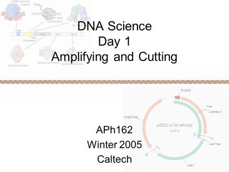 DNA Science Day 1 Amplifying and Cutting APh162 Winter 2005 Caltech.