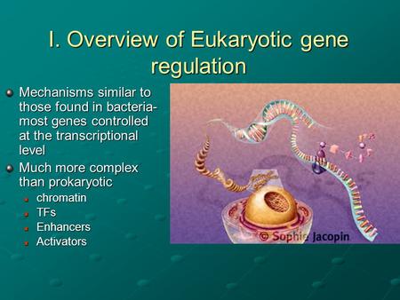 I. Overview of Eukaryotic gene regulation Mechanisms similar to those found in bacteria- most genes controlled at the transcriptional level Much more complex.