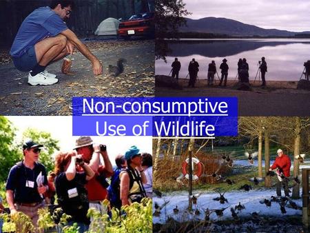 Non-consumptive Use of Wildlife. Non-consumptive Use Any non-hunting or non-extractive use Examples: wildlife feeding & photography, bird watching, whale.