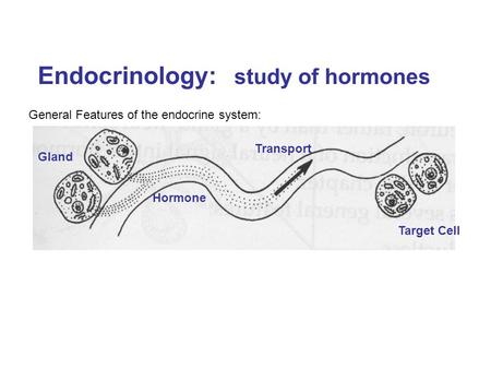Endocrinology: study of hormones Gland Transport Target Cell Hormone General Features of the endocrine system: