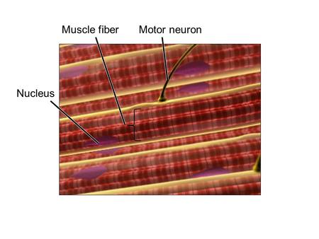 Muscle fiberMotor neuron Nucleus. SarcolemmaMyofibrils Sarcoplasmic reticulum (SR) T-tubule SR Cistern.