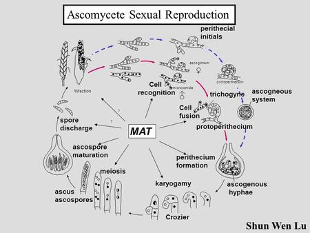 MAT meiosis karyogamy Cell fusion spore discharge ? ascospore maturation Infection perithecial initials ascogneous system perithecium formation ascogonium.