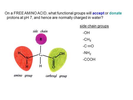 On a FREE AMINO ACID, what functional groups will accept or donate protons at pH 7, and hence are normally charged in water? side chain groups -OH -CH.