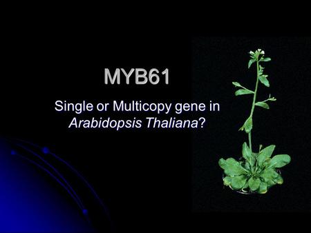 MYB61 Single or Multicopy gene in Arabidopsis Thaliana?