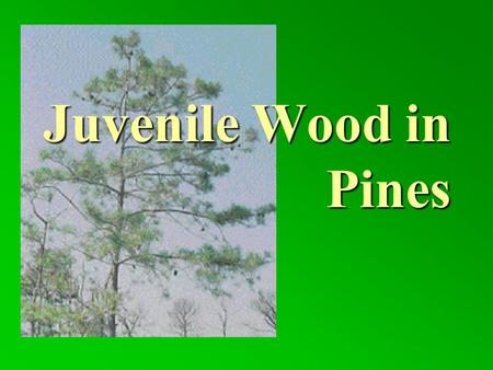 Juvenile Wood in Pines. Overview Basics Of Wood Production What Is Juvenile Wood Characteristics What influences Juvenile Wood What Are The Problems With.