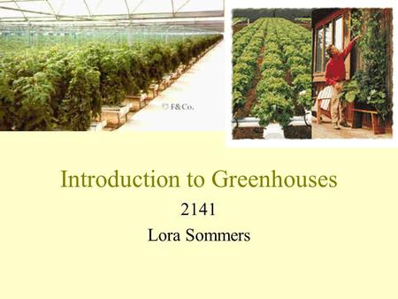 Introduction to Greenhouses 2141 Lora Sommers. I. History of Greenhouses A. Began in Holland in the 1600’s B. Why? Because the Netherlands were the center.