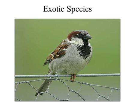 Exotic Species. Recreation - Brown Trout Ring-necked Pheasant.