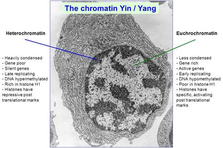 The chromatin Yin / Yang