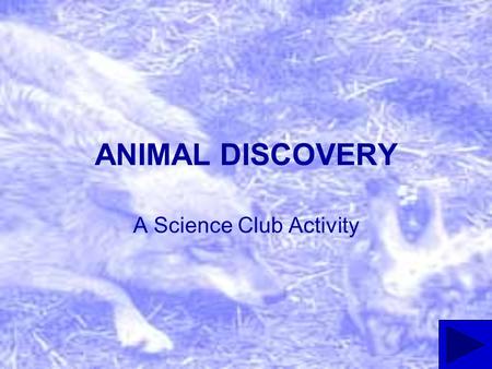 ANIMAL DISCOVERY A Science Club Activity ANIMAL DISCOVERY How is an animal’s behavior related to its survival? What are some basic behaviors that different.