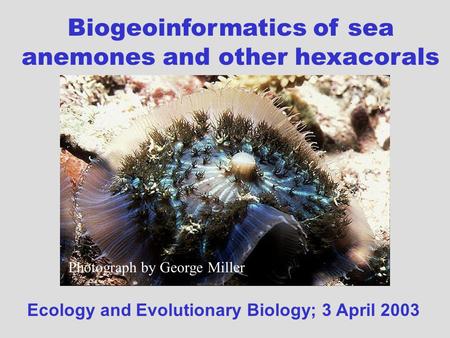 Biogeoinformatics of sea anemones and other hexacorals Ecology and Evolutionary Biology; 3 April 2003 Photograph by George Miller.