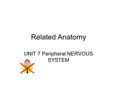 Related Anatomy UNIT 7 Peripheral NERVOUS SYSTEM.