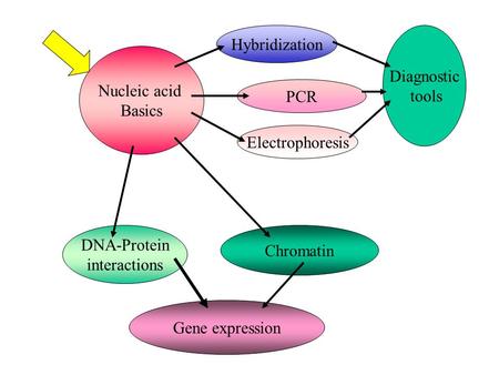 Hybridization Diagnostic tools Nucleic acid Basics PCR Electrophoresis