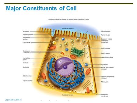 Major Constituents of Cell