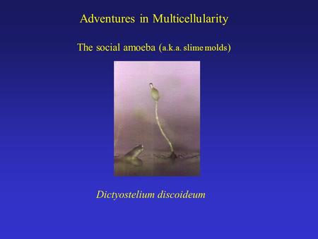 Adventures in Multicellularity The social amoeba ( a.k.a. slime molds ) Dictyostelium discoideum.