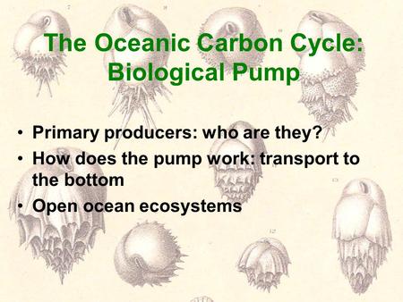 The Oceanic Carbon Cycle: Biological Pump Primary producers: who are they? How does the pump work: transport to the bottom Open ocean ecosystems.