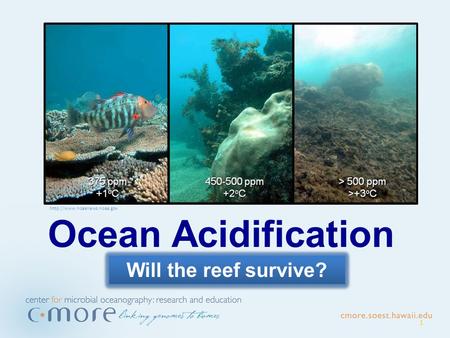 1 Ocean Acidification Will the reef survive?
