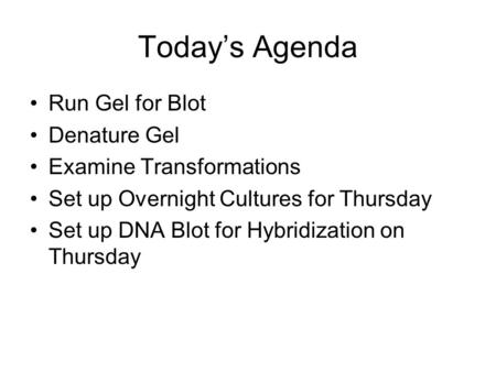 Today’s Agenda Run Gel for Blot Denature Gel Examine Transformations Set up Overnight Cultures for Thursday Set up DNA Blot for Hybridization on Thursday.