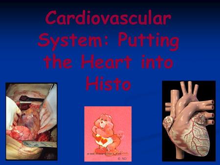 Cardiovascular System: Putting the Heart into Histo.