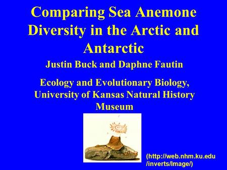 Comparing Sea Anemone Diversity in the Arctic and Antarctic Justin Buck and Daphne Fautin Ecology and Evolutionary Biology, University of Kansas Natural.