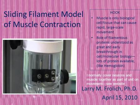 Sliding Filament Model of Muscle Contraction Larry M. Frolich, Ph.D. April 15, 2010 HOOK Muscle is only biological cell/tissue that can cause rapid, large-scale.