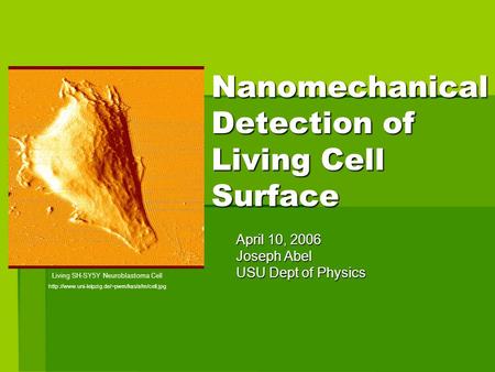 Nanomechanical Detection of Living Cell Surface April 10, 2006 Joseph Abel USU Dept of Physics Living SH-SY5Y Neuroblastoma Cell