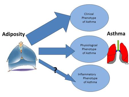 Adiposity Clinical Phenotype of Asthma Inflammatory Phenotype of Asthma ? Asthma Physiological Phenotype of Asthma.