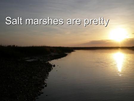 Salt marshes are pretty.  Salt marshes occur where the land meets the sea, usually behind an estuary or sound and only on the coasts  Estuary-where.