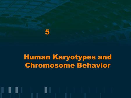 Human Karyotypes and Chromosome Behavior