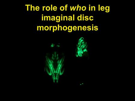 The role of who in leg imaginal disc morphogenesis.