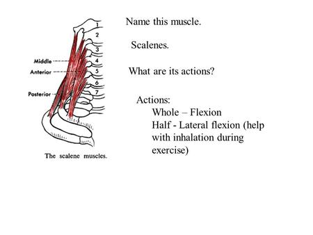 Name this muscle. Actions: Whole – Flexion Half - Lateral flexion (help with inhalation during exercise) Scalenes. What are its actions?