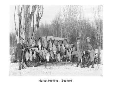 Market Hunting -  See text