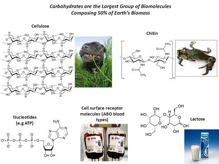 Carbohydrates are the Largest Group of Biomolecules