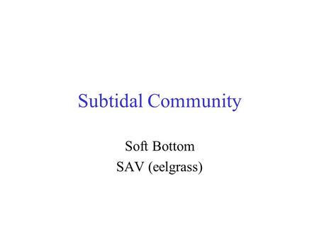 Soft Bottom SAV (eelgrass)