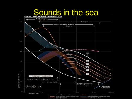 Sounds in the sea. Snapping shrimp Major source of biological noise in shallow temperate and tropical waters 20 dB above the noise level typical of sea.