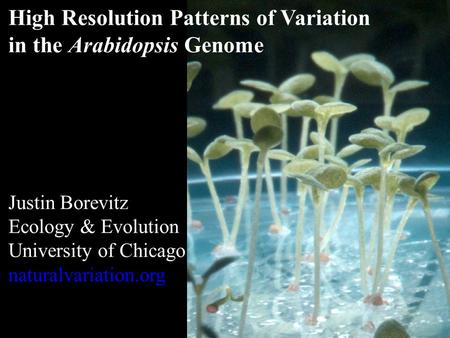 High Resolution Patterns of Variation in the Arabidopsis Genome Justin Borevitz Ecology & Evolution University of Chicago naturalvariation.org.