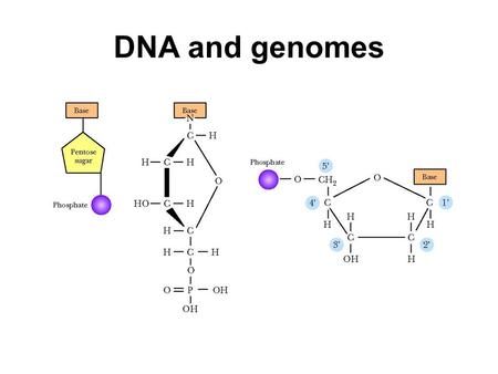 DNA and genomes. The phosphate groups have pKas of around 2 and around 7. This means DNA is negatively charged in the cell. The phosphate groups and the.