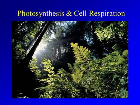 Photosynthesis & Cell Respiration Add Far Side Cartoon.