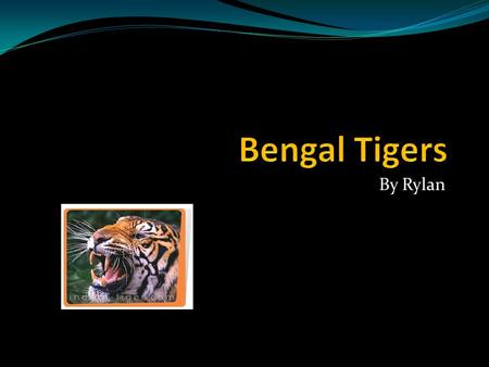 Bengal Tigers By Rylan.