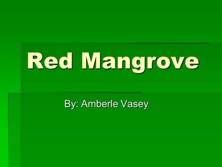 Red Mangrove By: Amberle Vasey. General Information  16 families and 20 genera with a total of 54 species of different mangroves  the red mangrove,