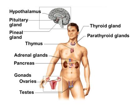 Fig. 18.1(TE Art) Pineal gland Pituitary gland Hypothalamus Thyroid gland Thymus Adrenal glands Pancreas Testes Ovaries Gonads Parathyroid glands.