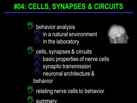 I behavior analysis I in a natural environment I in the laboratory I cells, synapses & circuits I basic properties of nerve cells I synaptic transmission.