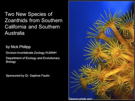 Two New Species of Zoanthids from Southern California and Southern Australia by Nick Philipp Division Invertebrate Zoology KUMNH Department of Ecology.