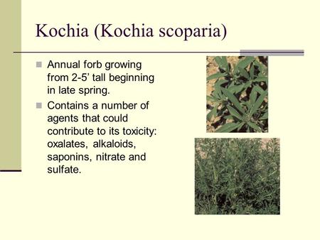 Kochia (Kochia scoparia) Annual forb growing from 2-5’ tall beginning in late spring. Contains a number of agents that could contribute to its toxicity: