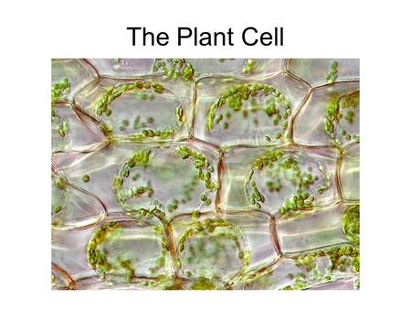 The Plant Cell.