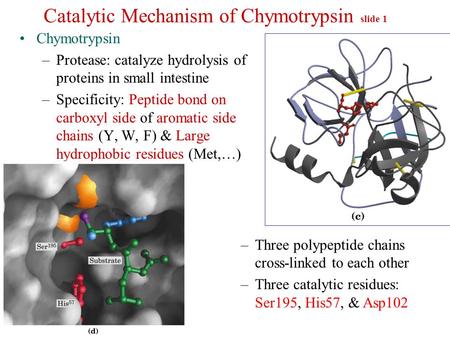 Catalytic Mechanism of Chymotrypsin slide 1 Chymotrypsin –Protease: catalyze hydrolysis of proteins in small intestine –Specificity: Peptide bond on carboxyl.