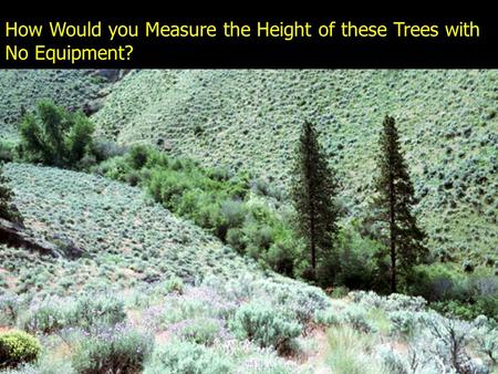 How Would you Measure the Height of these Trees with No Equipment?