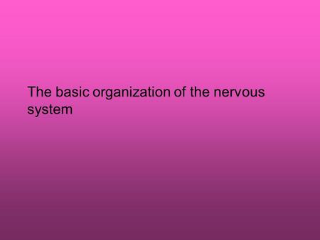 The basic organization of the nervous system. The divisions of the nervous system The nervous system is composed of central nervous system the brain spinal.