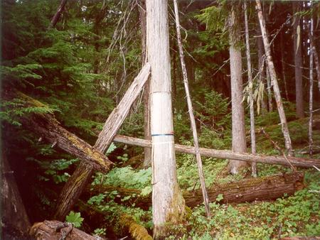 Consultation with First Nations in Forest Management: A Case Study on Culturally Modified Tree (CMT) Management Cons 370 Jan. 29, 2003 by Pamela Perreault,