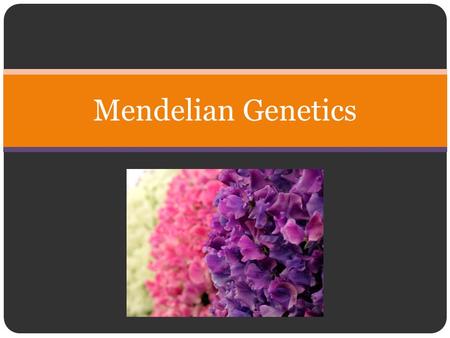 Mendelian Genetics. Gregor Mendel (July 20, 1822 – January 6, 1884) Augustinian priest and scientist, and is often called the father of genetics for his.
