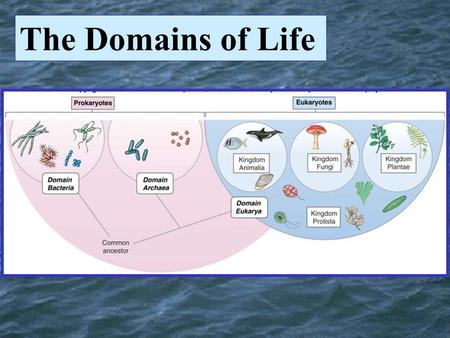 The Domains of Life. Microbes Bacteria Archaea Domains Bacteria and Archaea Very Small, Very simple cells.